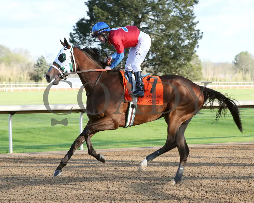 Tiny Temper - The Azeri Stakes G2 37Th Running 03 - 09 - 24 R09 Op Post Parade 02 Oaklawn Park