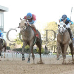 Tiny Temper - The Azeri Stakes G2 37Th Running 03 - 09 - 24 R09 Op Under Rail 01 Oaklawn Park