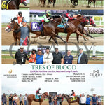 Tres Of Blood - Qhrai Stallion Service Auction Derby Finals 08-31-24 R10 Ind Indiana Grand