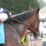 Trikari - The Secretariat 08-11-24 R09 Cnl Paddock 02 Colonial Downs