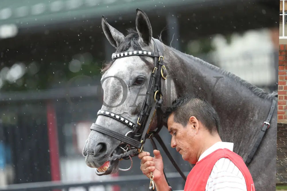 Tufani - The Brookmeade Stakes 07-20-24 R04 Colonial Downs Head Shot Nick Phillips.jpg