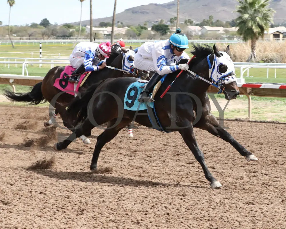 Turbulent Kisses - Mike Hastings Memorial 03 - 18 - 24 R02 Turf Paradise Finish