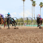 Turbulent Kisses - Mike Hastings Memorial 03 - 18 - 24 R02 Turf Paradise Under Rail