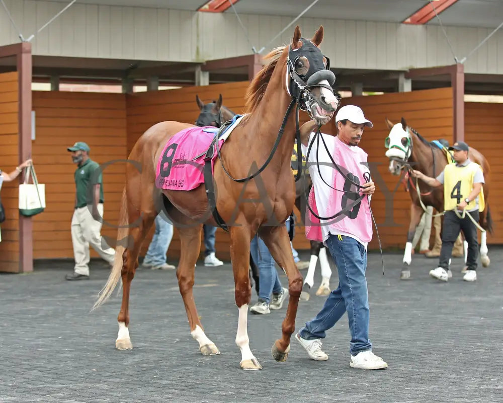 Twilight Dancer - The Hard Spun Stakes 15Th Running 07-22-24 R07 Pid Paddock 03 Presque Isle Downs