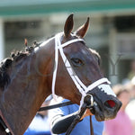 Twirling Queen - The Mamzelle Stakes 5Th Running 05-11-24 R10 Cd Head Shot 01 Churchill Downs