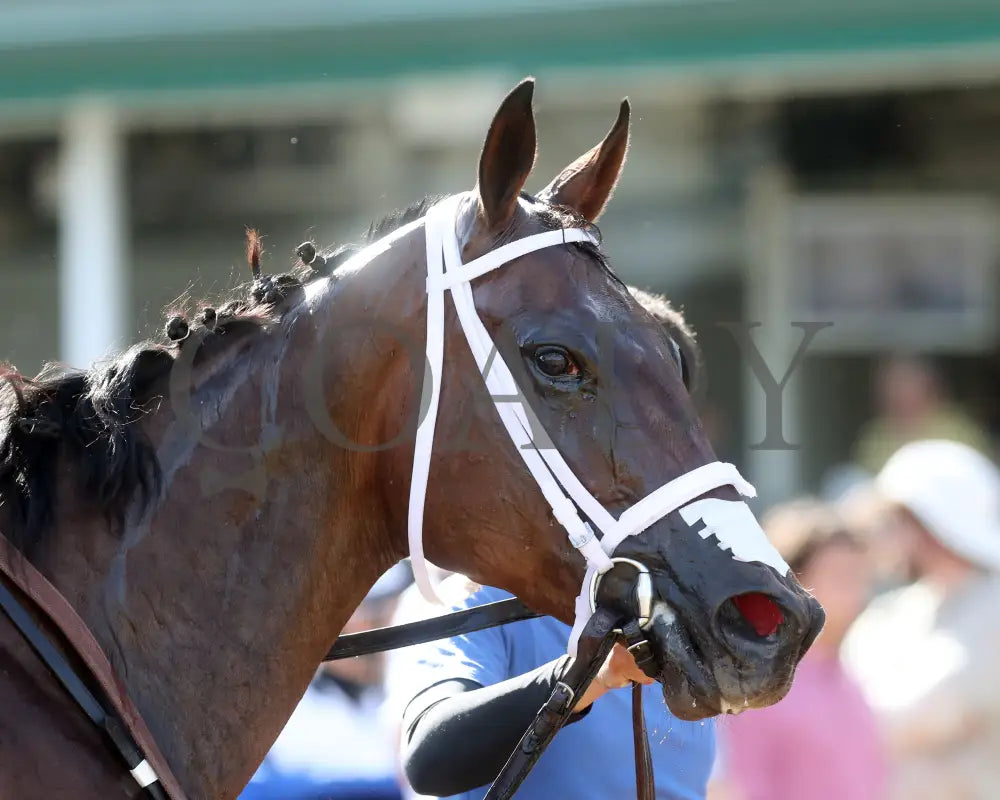 Twirling Queen - The Mamzelle Stakes 5Th Running 05-11-24 R10 Cd Head Shot 01 Churchill Downs