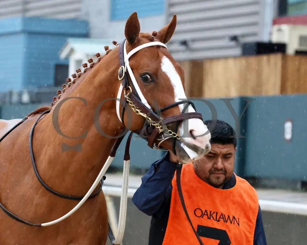 Valentine Candy - The Ozark Stakes 1St Running 02-10-24 R10 Op Paddock 01 Oaklawn Park