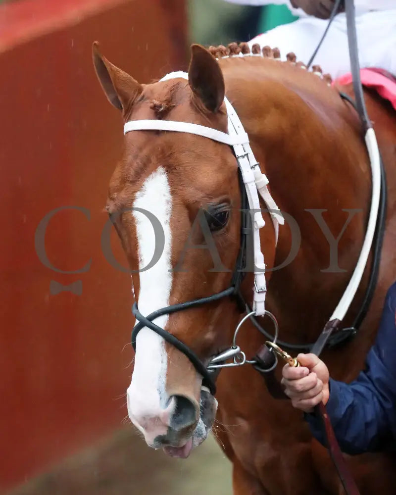 Valentine Candy - The Ozark Stakes 1St Running 02-10-24 R10 Op Paddock 03 Oaklawn Park