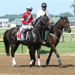 Walkathon - Ky Downs Preview Ladies Turf Mile 7Th Running 08-04-24 R08 Elp Post Parade 01 Ellis Park