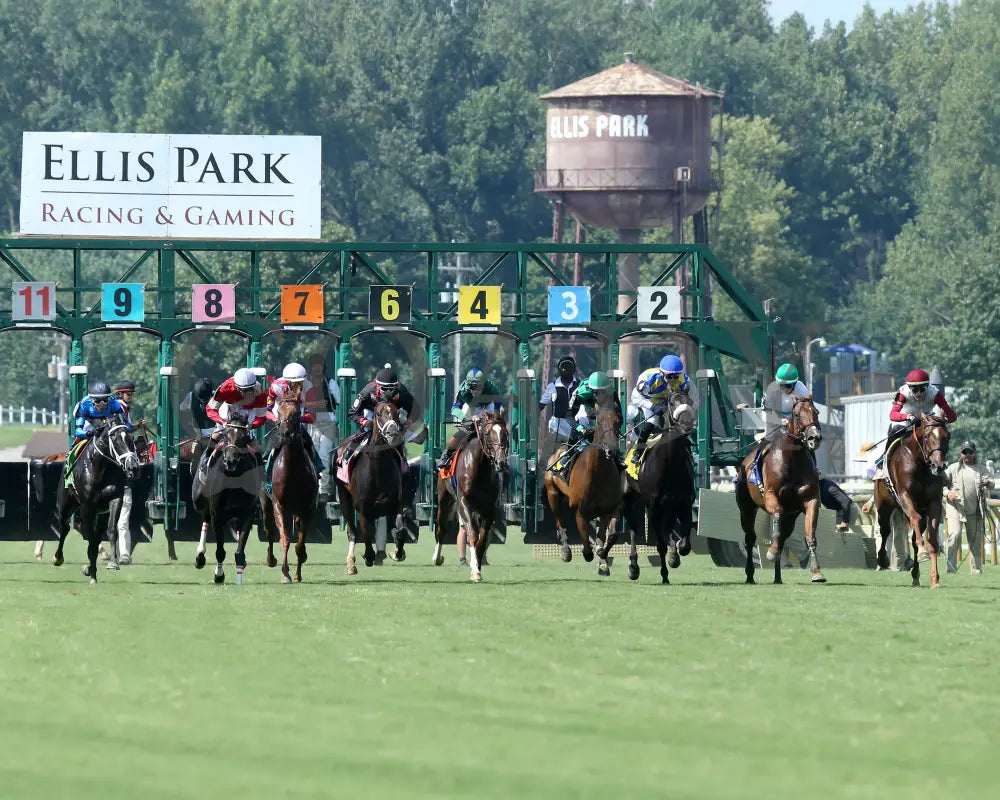 Walkathon - Ky Downs Preview Ladies Turf Mile 7Th Running 08-04-24 R08 Elp Start 02 Ellis Park