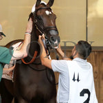 Webslinger - The Chorleywood Overnight Stakes 2Nd Running 06-15-24 R07 Cd Paddock 01 Churchill Downs