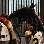 Webslinger - The Chorleywood Overnight Stakes 2Nd Running 06-15-24 R07 Cd Paddock 02 Churchill Downs