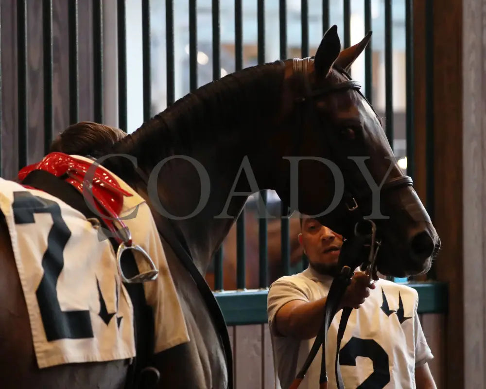 Webslinger - The Chorleywood Overnight Stakes 2Nd Running 06-15-24 R07 Cd Paddock 02 Churchill Downs