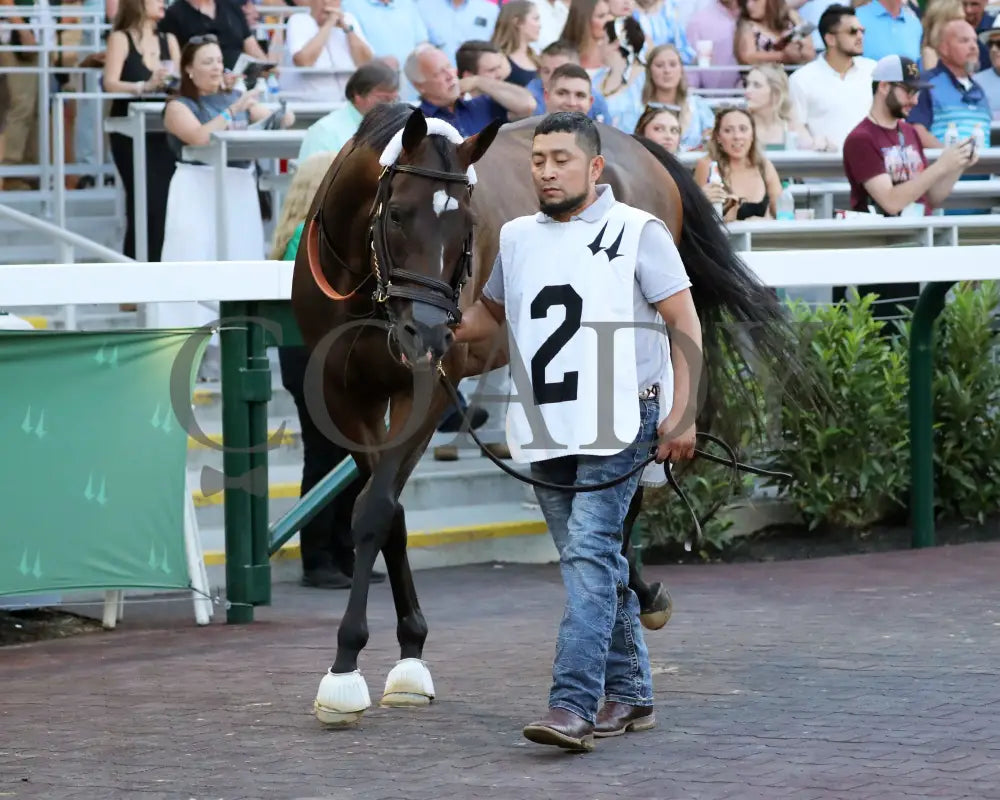 Webslinger - The Chorleywood Overnight Stakes 2Nd Running 06-15-24 R07 Cd Paddock 04 Churchill Downs