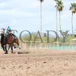 Wicked Cowgirl Smart - Aqra President’s Open Spring Derby 03 - 25 - 24 R02 Turf Paradise Under Rail