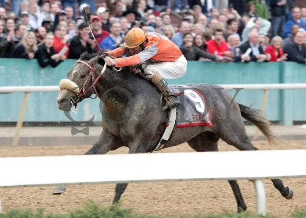 Win Willy - The Rebel Stakes Grade 2 Inside Fin Oaklawn Park