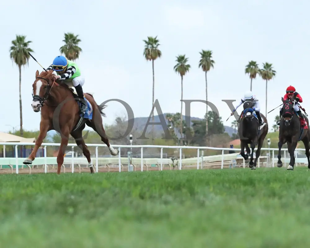 Yankee Dollar - Queen Of The Green 03 - 14 - 24 R09 Turf Paradise Under Rail