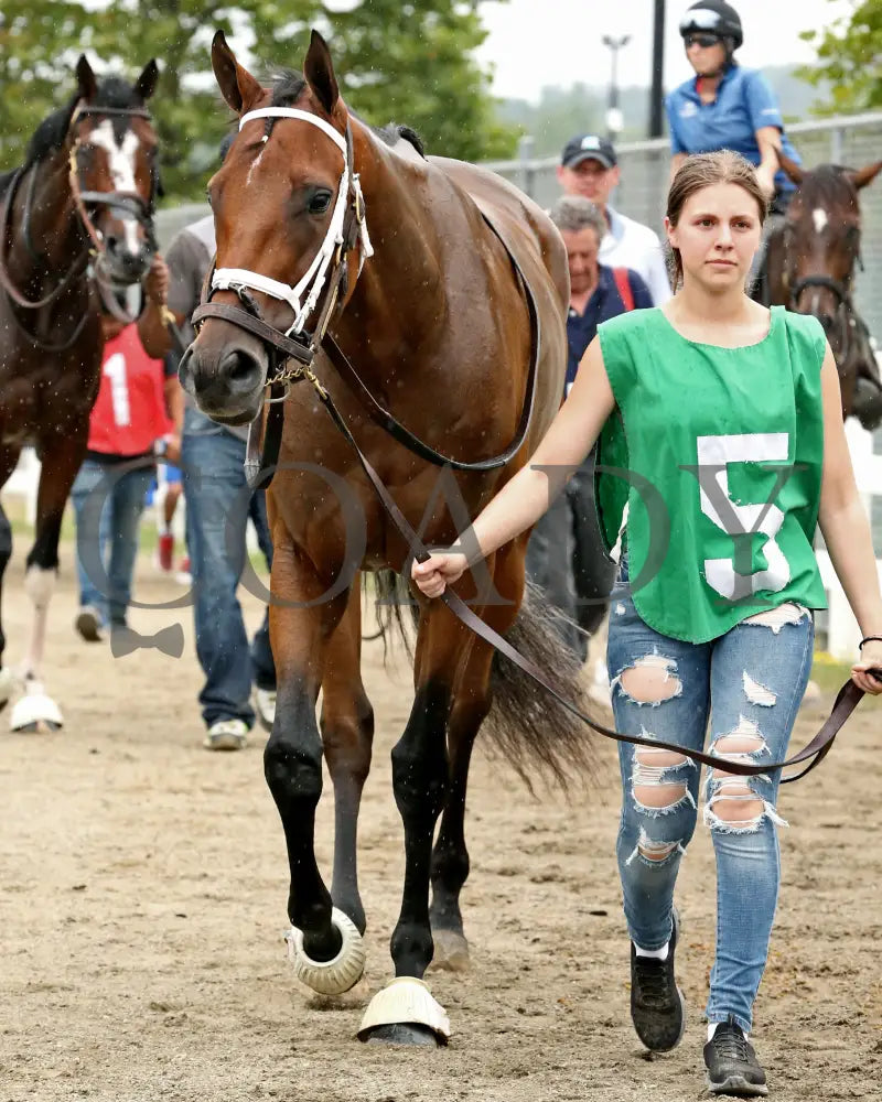 Youalmosthadme - The Lady Erie Stakes 5Th Running 08-05-24 R06 Pid Paddock 01 Presque Isle Downs