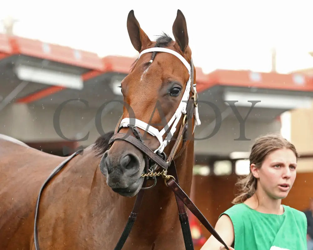 Youalmosthadme - The Lady Erie Stakes 5Th Running 08-05-24 R06 Pid Paddock 03 Presque Isle Downs