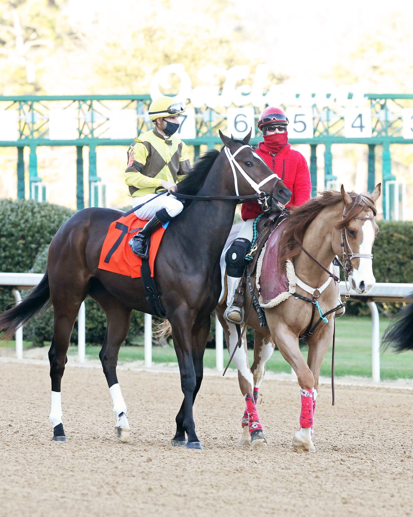 CADDO RIVER - The Smarty Jones - 14th Running - 01-22-21 - R08 - OP - Post Parade 02